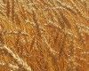 wheat wheat