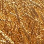 Dry Conditions Push Kansas Wheat to Early Finish