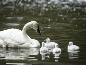 cygnets 6 14