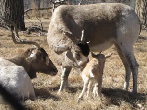 addax at zoo