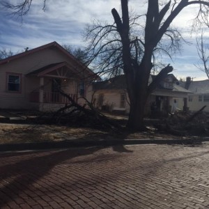 trees down in dodge one