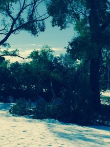 tree pic one snowstorm