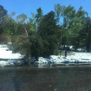 tree pic snowstorm four