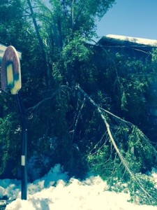 tree pic snowstorm two