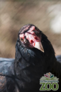 Screen Shot 2020-03-16 at 7.52.55 AM