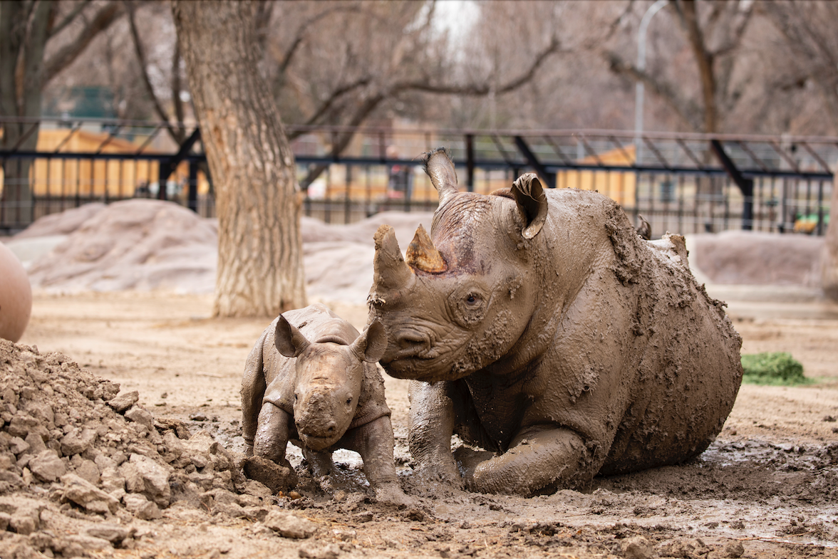 Screen Shot 2021-03-09 at 6.42.13 AM