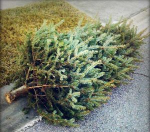 christmas tree pickup