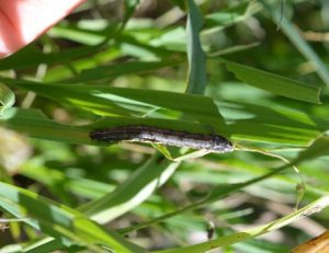 armyworms - ksre