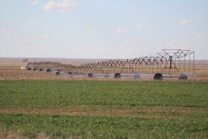 wheat irrigation 2 av