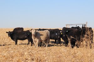 cattle on stocks 2 av