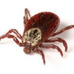 Kansans Urged to Take Steps to Prevent Tick Bites as Warmer Weather Approaches