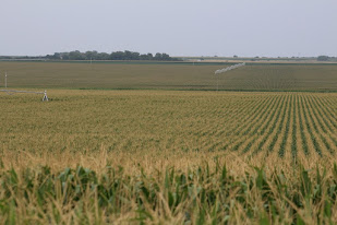 corn field av