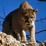 Man fought off a mountain lion weeks before a suspected fatal Colorado attack