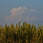 Kansas farmers hit hard by weather extremes and growing costs, wheat crop could be worst since 1972