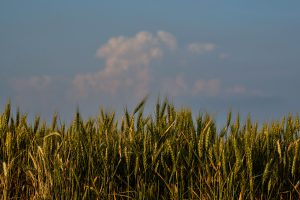 Climate Drought Wheat Farmers